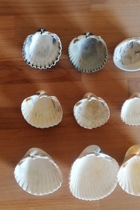 Conjunto de 9 conchas