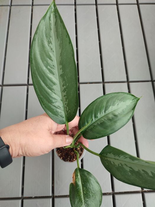 Аглаонема Silverado.