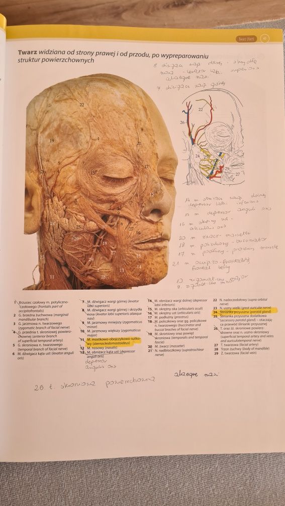 Polsko-Angielski Atlas Anatomii Klinicznej McMinn & Abrahams