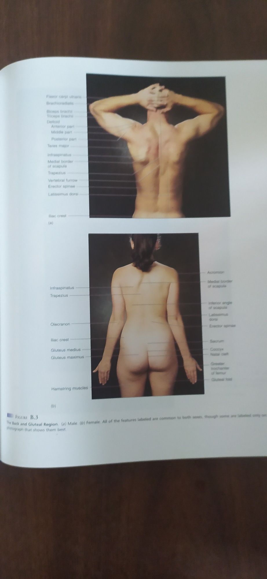 Анатомія людини/Human Anatomy by Kenneth S. Saladin (Author)