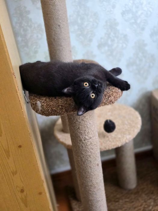 Шоколадний хлопчик