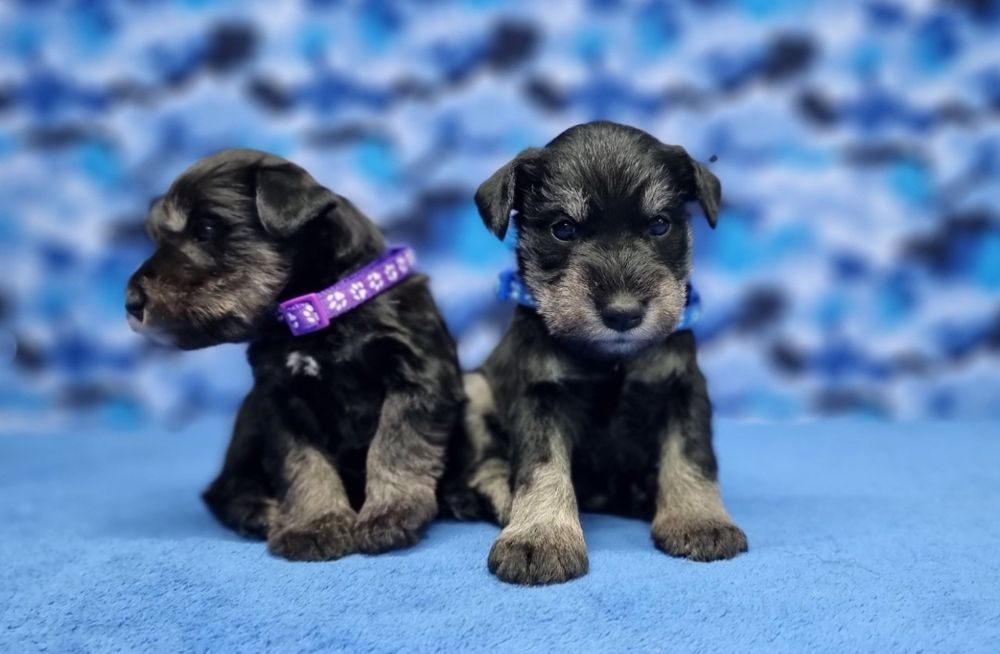 Цуценята цвергшнауцера