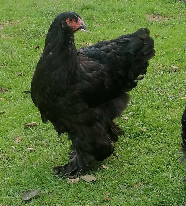 Brahma olbrzymia
