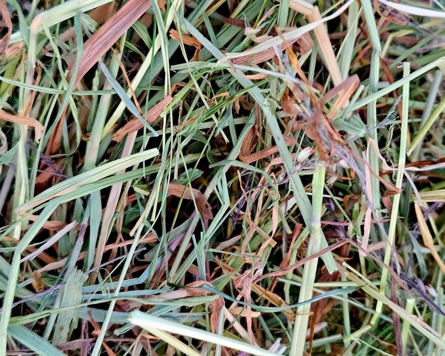 Siano dla chomika łąkowe z pierwszego pokosu 500g drobna frakcja