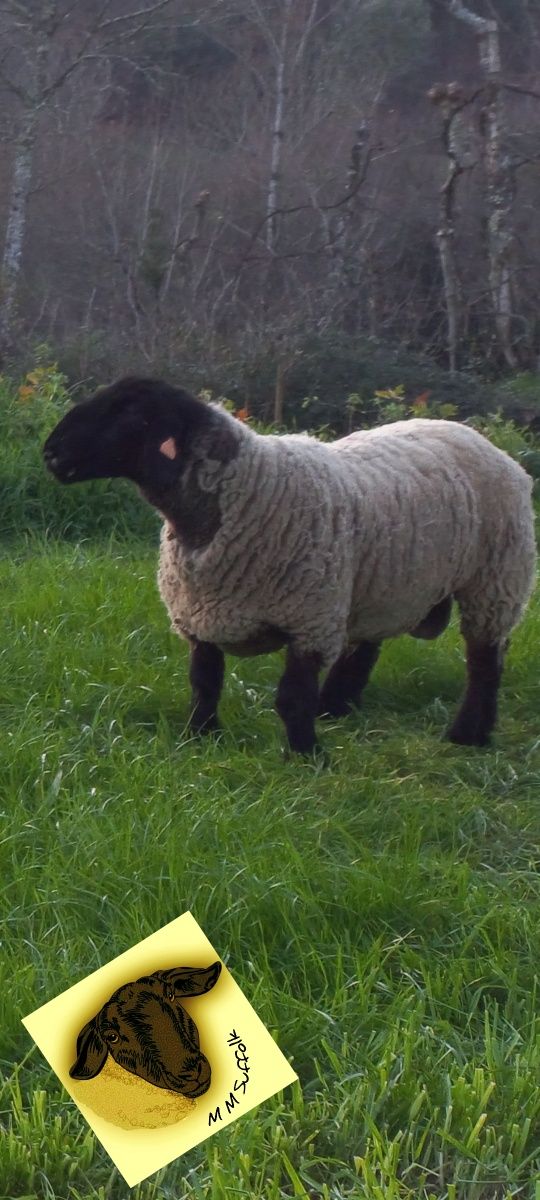 Suffolk com certificado de raça
