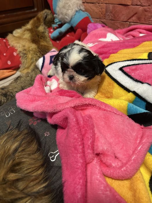 Suczka Shih Tzu z rodowodem mini