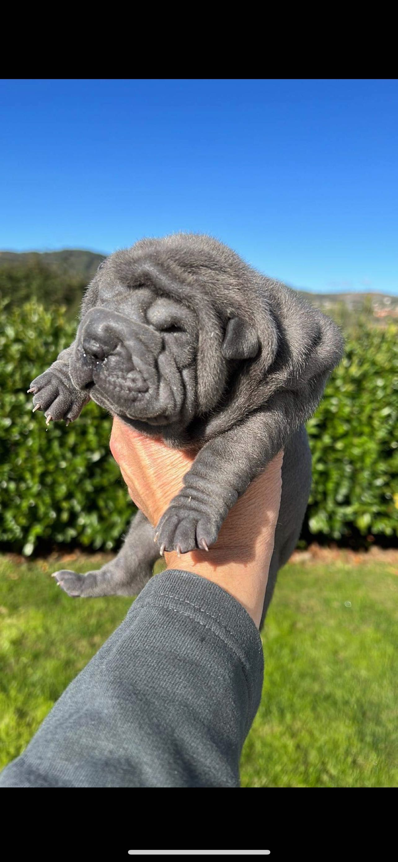 Sharpei cinza Lindo!Top