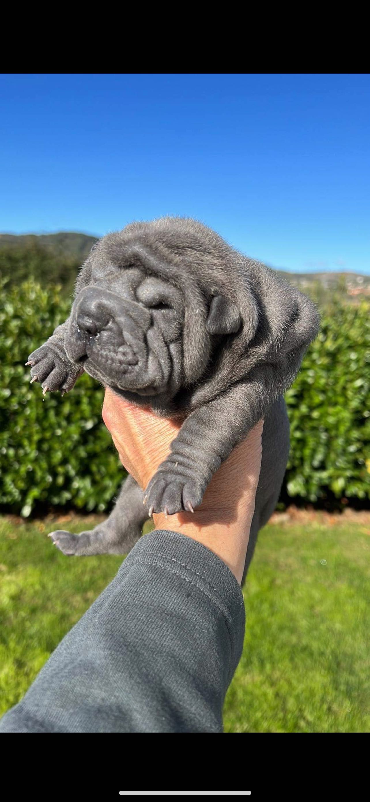 Sharpei cinza Lindo!Top