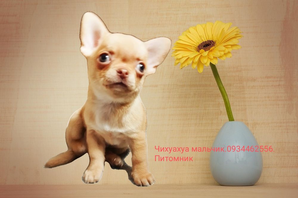 Рыжий рыжий чихуашик