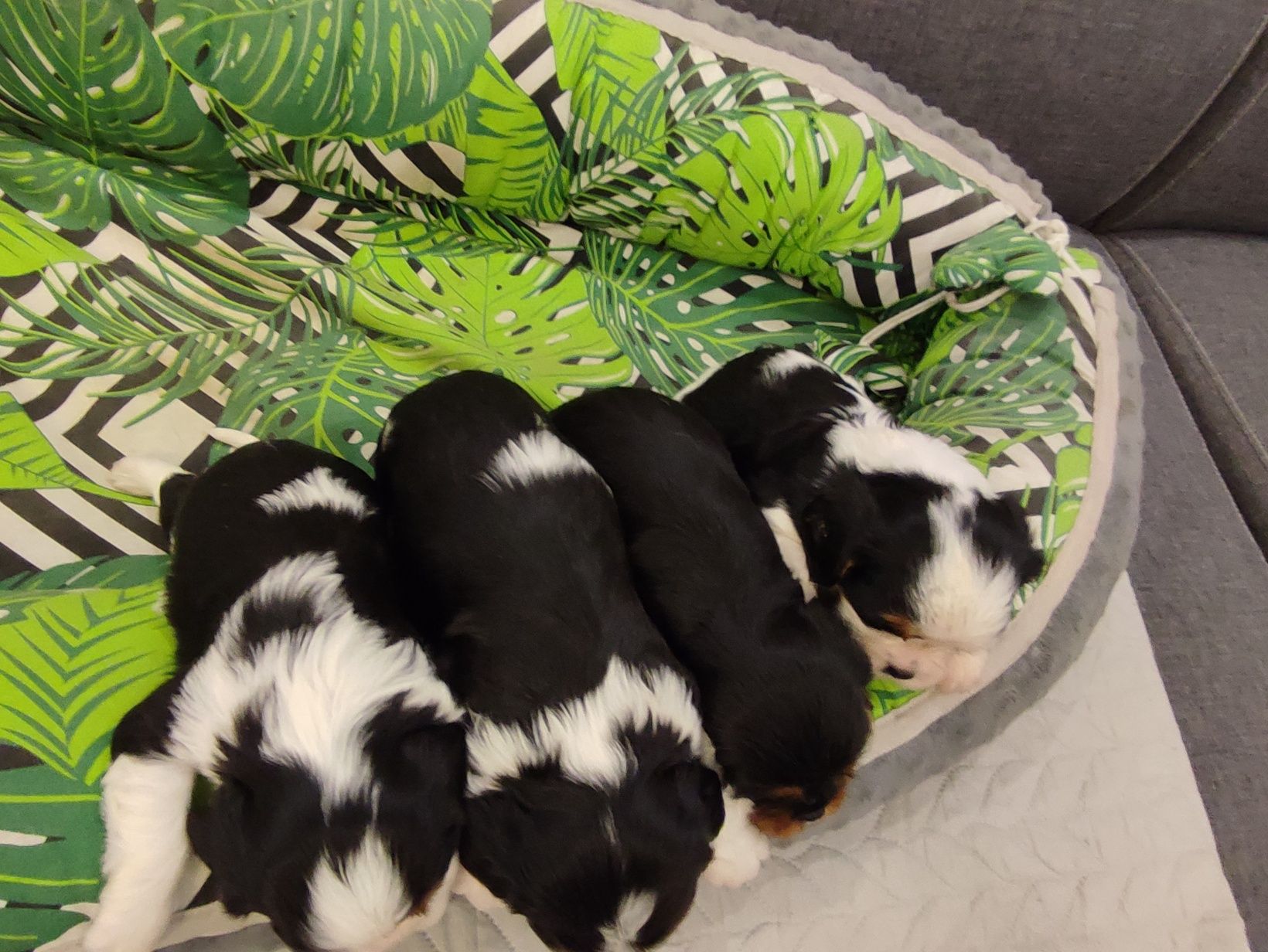 Cavalier King Charles Spaniel