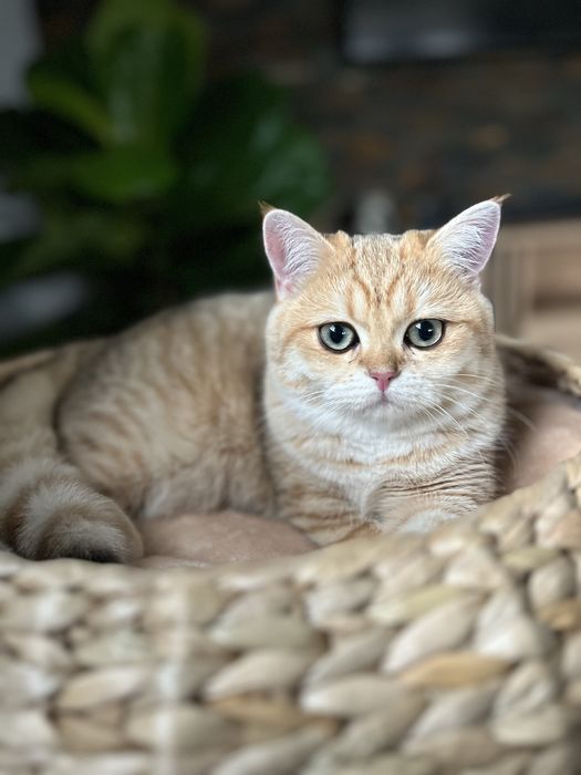 Kocurek brytyjski czarny złocisty