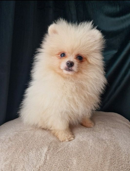 Szpic Miniaturowy-Piesek- Pomeranian
