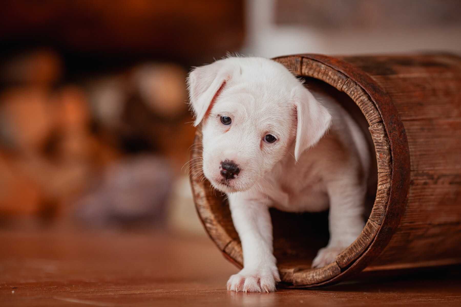 Parson Russell Terrier - szczeniak gotowy do odbioru