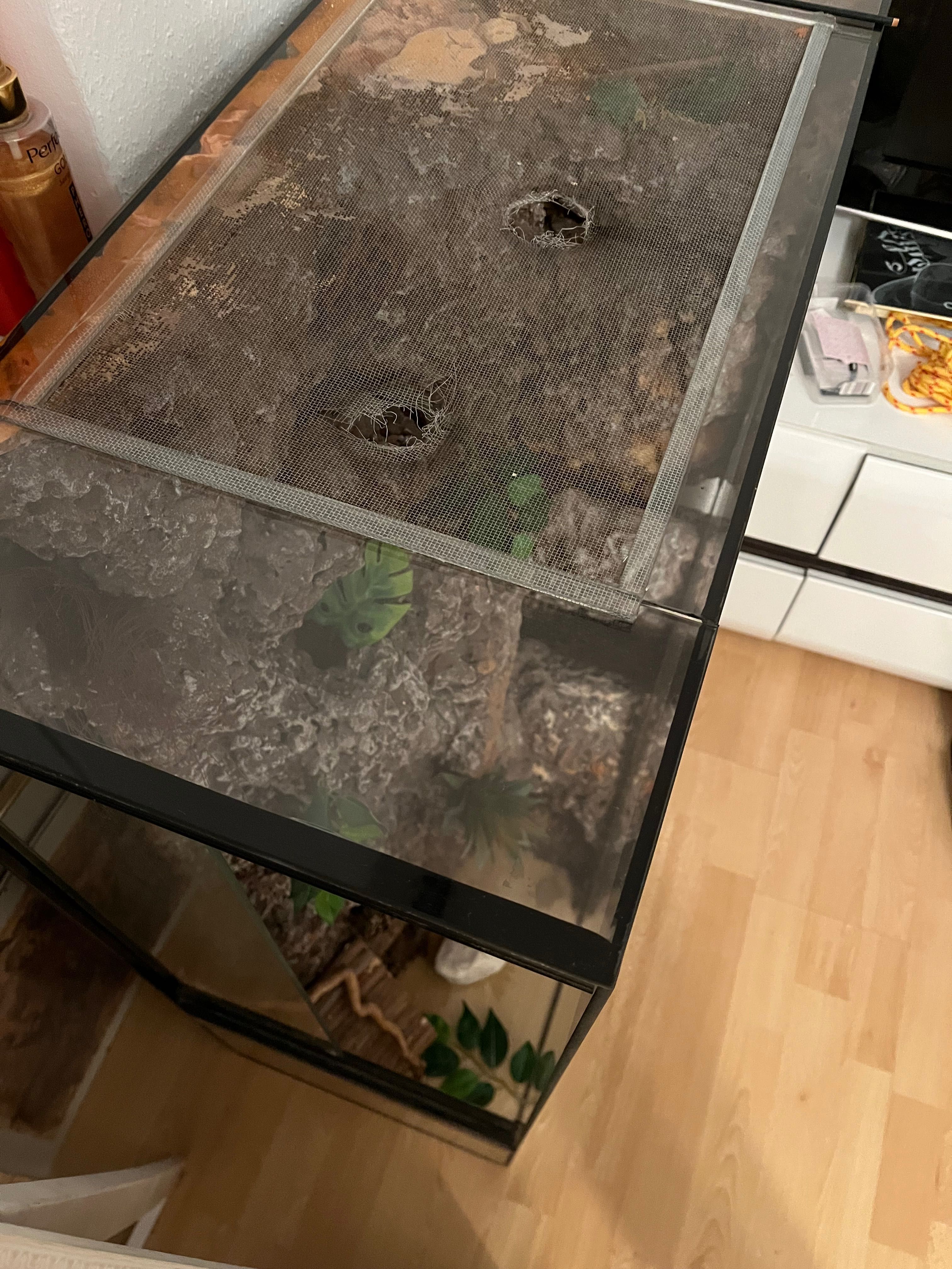 Terrarium wertykalne 90x70x30 gekon orzęsiony ze ścianką wystrojem