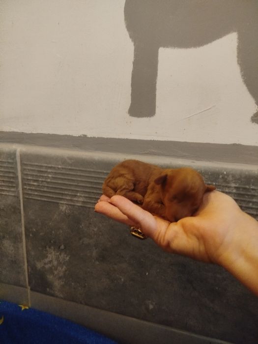 Pudel miniaturowy piesek Red