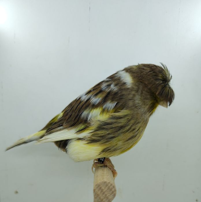 Kanarek kanarki gloster samica