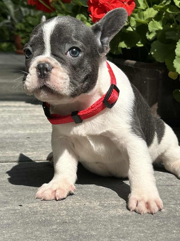 Buldog Francuski