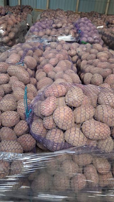 Цибуля, картопля, морква, капуста, буряк опт