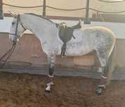 Cavalo   lusitano