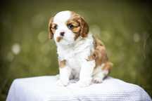 Cavalier King Charles Spaniel (FCI)