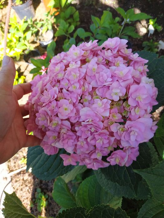 Гортензія «Doppio Nuvola»