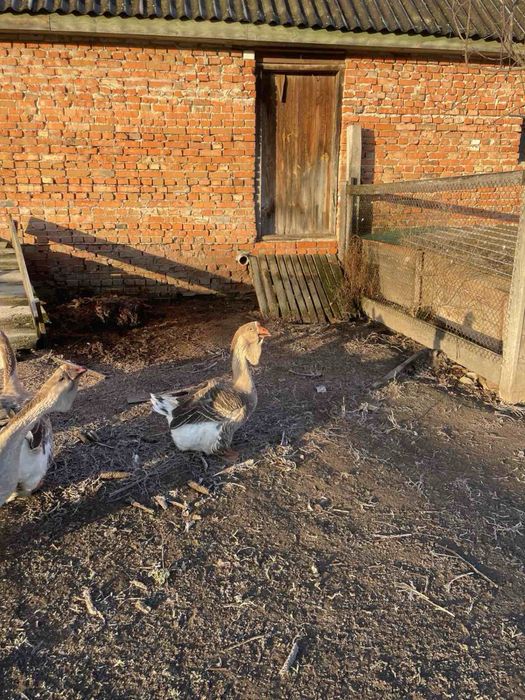 Холмогорські гуси