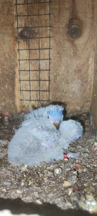 Loris arco iris molucanos