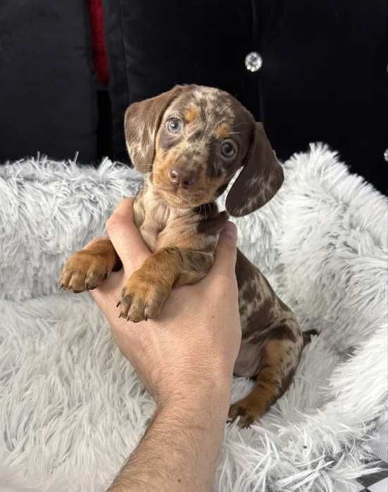 Teckel chocolate merle