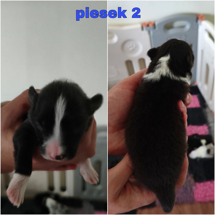 Border Collie ZKwP/FCI - piesek czarno- biały