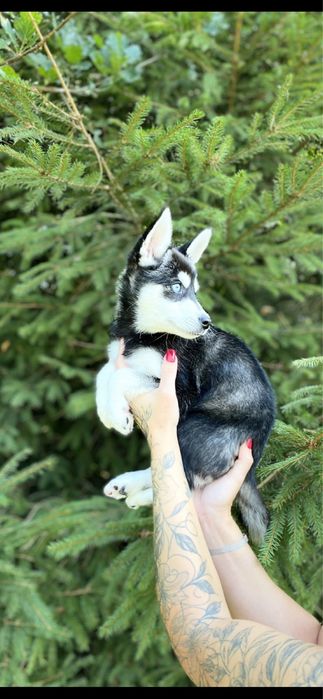 ‼️Неймовірні малюки міні-хаскі | Терміново розпродаемо щенят!!!