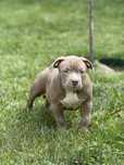 American bully pocket/standrd, діти крутих батьків !