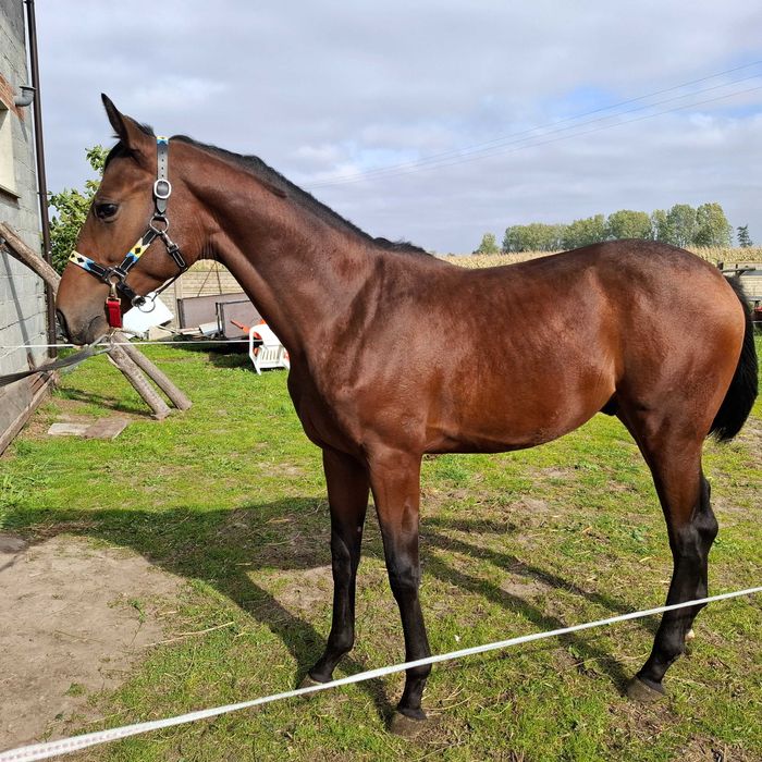 Hotel   Wolny boksy w stajni przydomowej   BŁASZKI