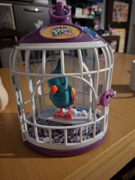Little live pet papuga