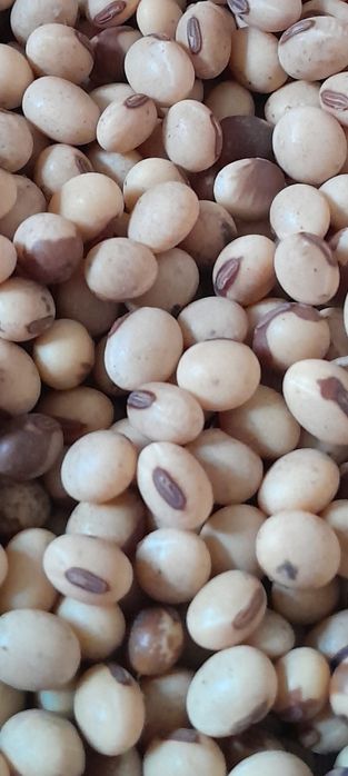 ''PIONER серія''А'' Elit  USA Соя посівна ГМО насіння сої на посів