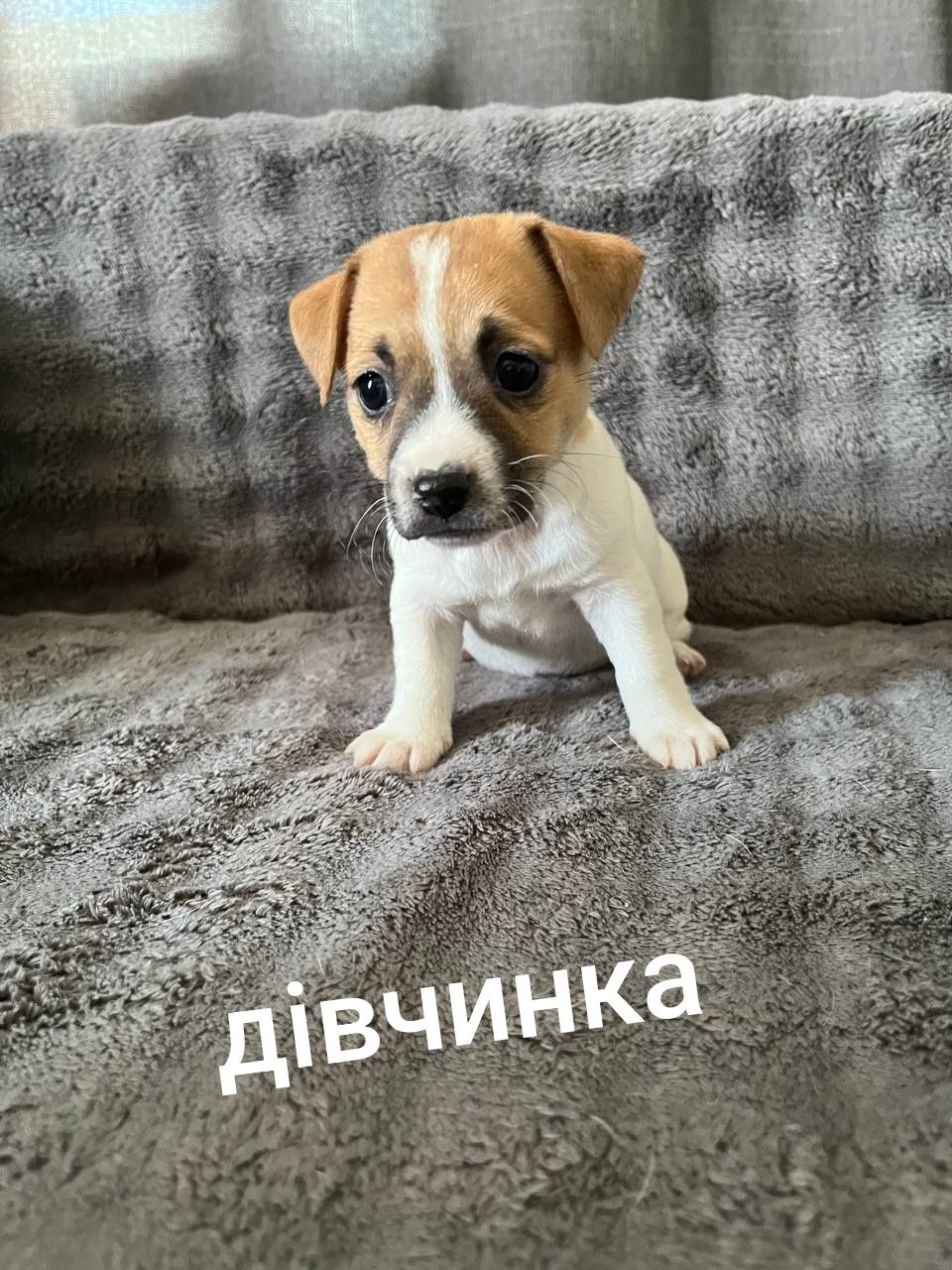 Цуценята( дівчата)  Джек Рассел тер'єр