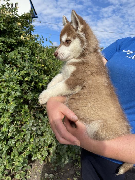 Сибірські хаски