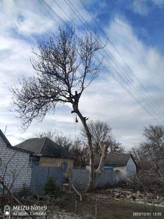 Арбористи.Зріз,обріз,спилювання,професійна валка дерев Утеплення