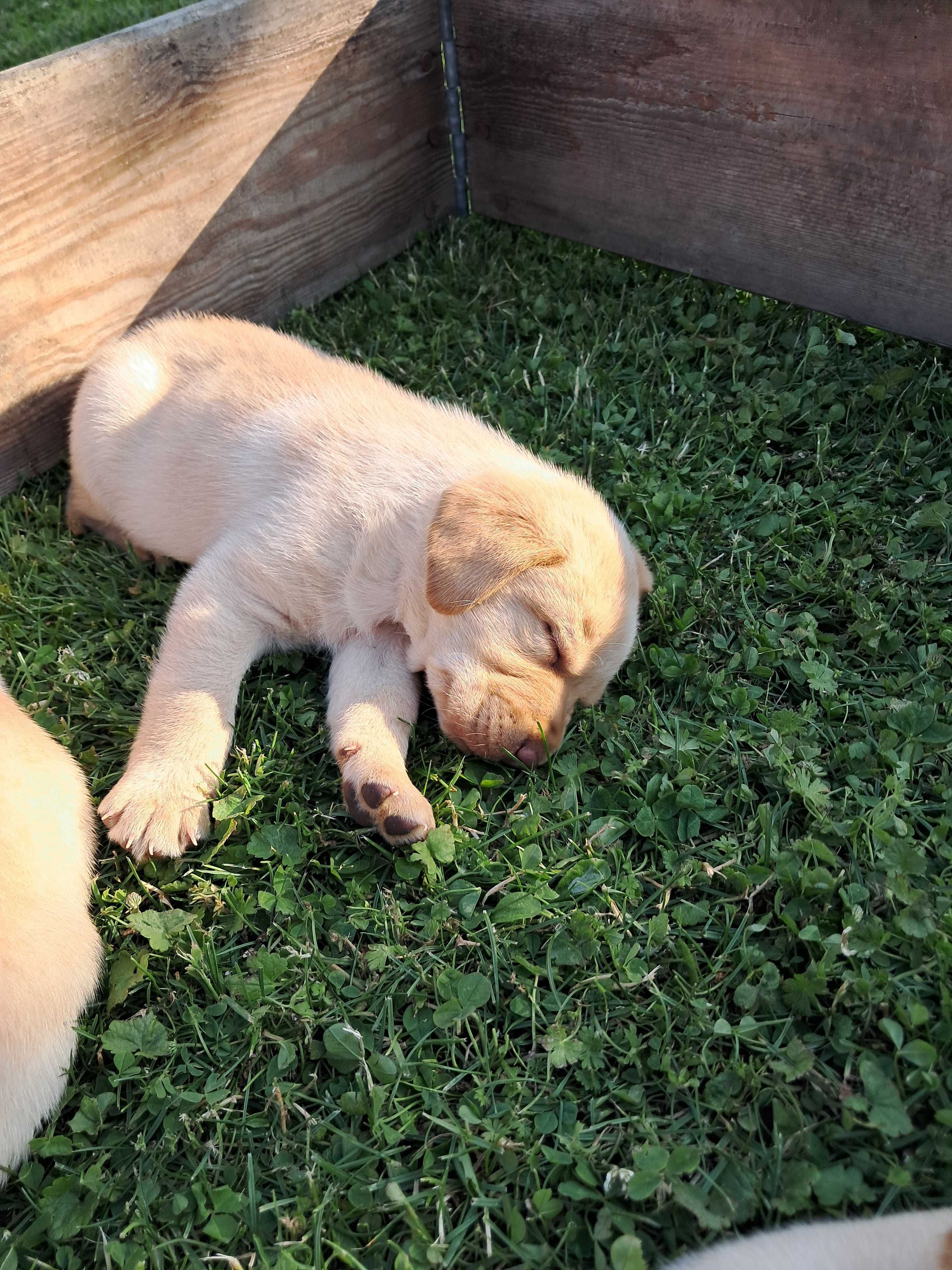 Sprzedam Labrador retriever