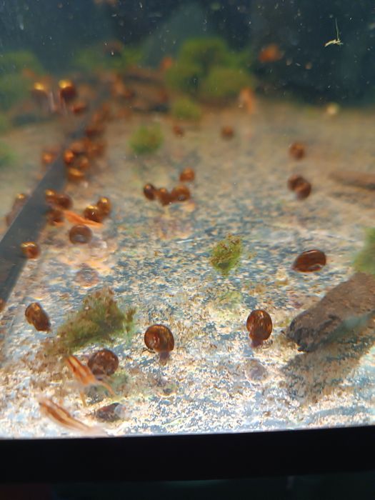 Аквариумные раки мексикансы карликовые