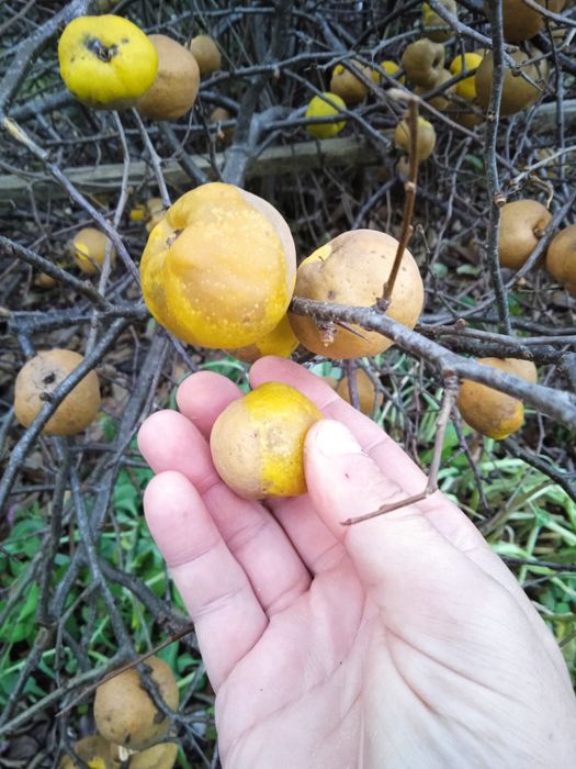 Pigwowiec japoński 5 kg, nie pryskane, ekologiczne na soki