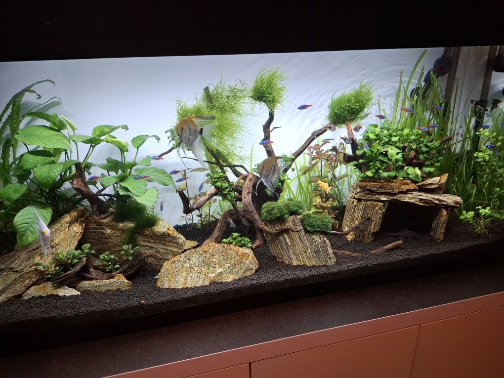 Akwarium Aquael 240l
