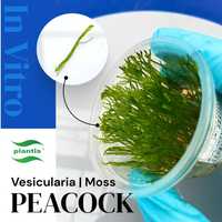 Mech Peacock - Invitro - Rośliny akwariowe - Prosto z plantacji