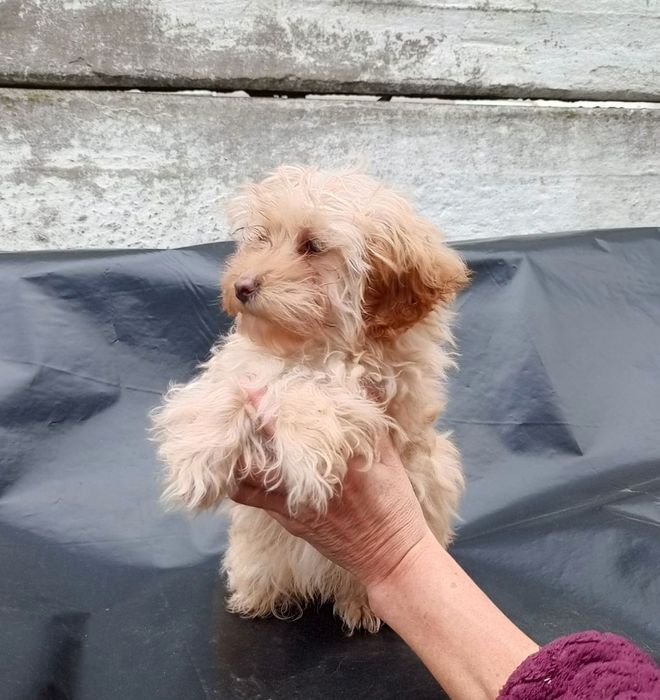 Пропонується Мальтіпу