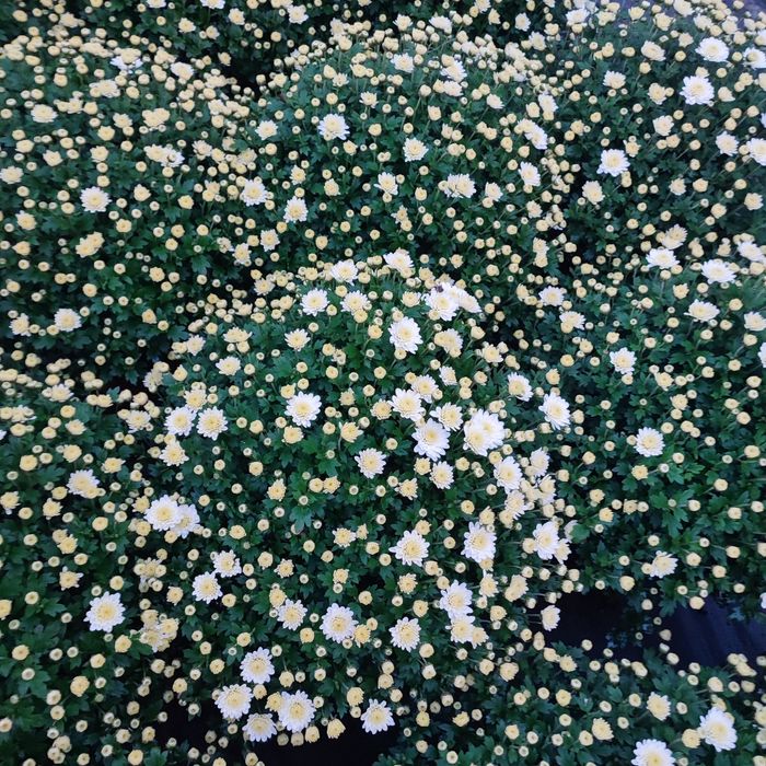 Chryzantemy drobnokwiatowa