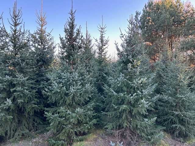 Świerk serbski 250-450cm do wycięcia/wykopania