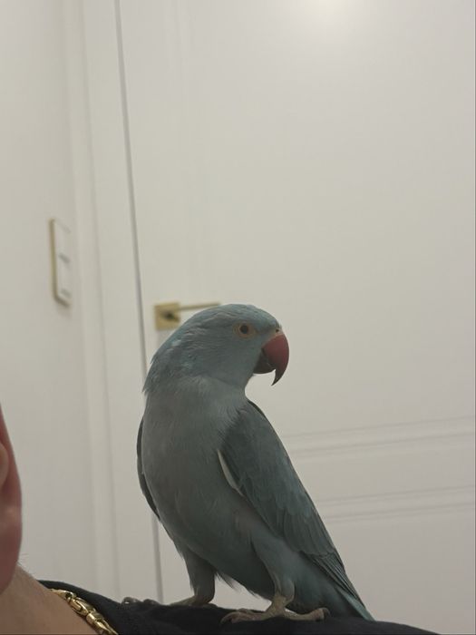 aleksandretta obrożna ręcznie karmiona od urodzenia oswojona