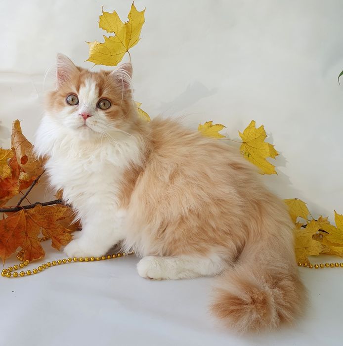 Киев котик рыжий пушистый комочек, солнечный котенок. Котята, котики