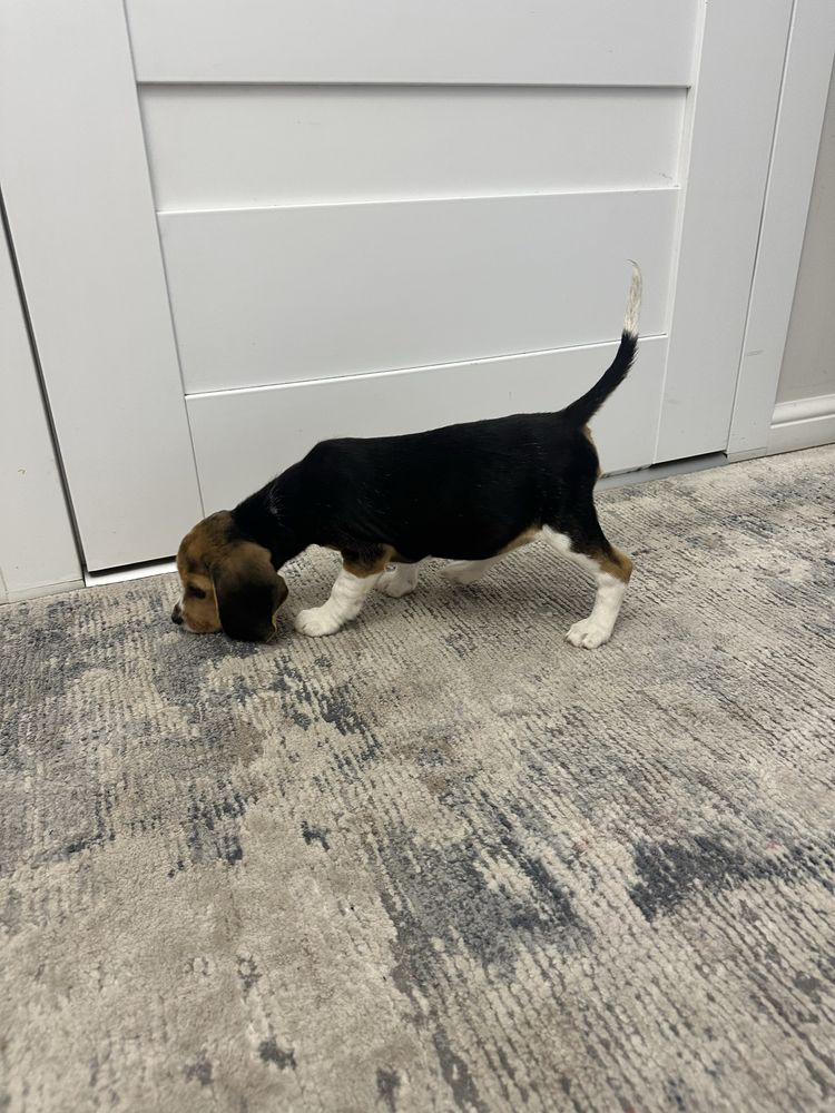 Suczka beagle gotowa do odbioru z Rodowodem