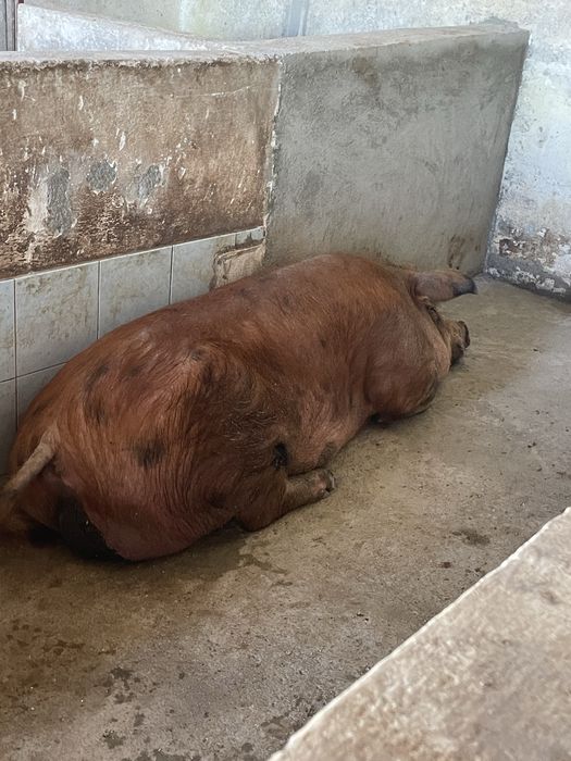 Porco DUROC.