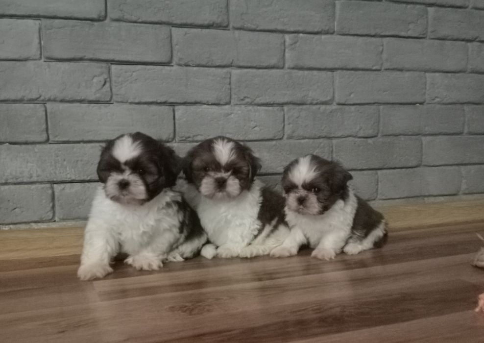 Shih Tzu    szczeniak